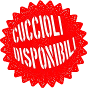 Cuccioli disponibili