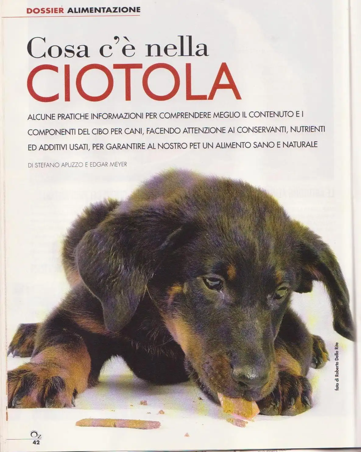 Rivista 4 - Bologna Dogs