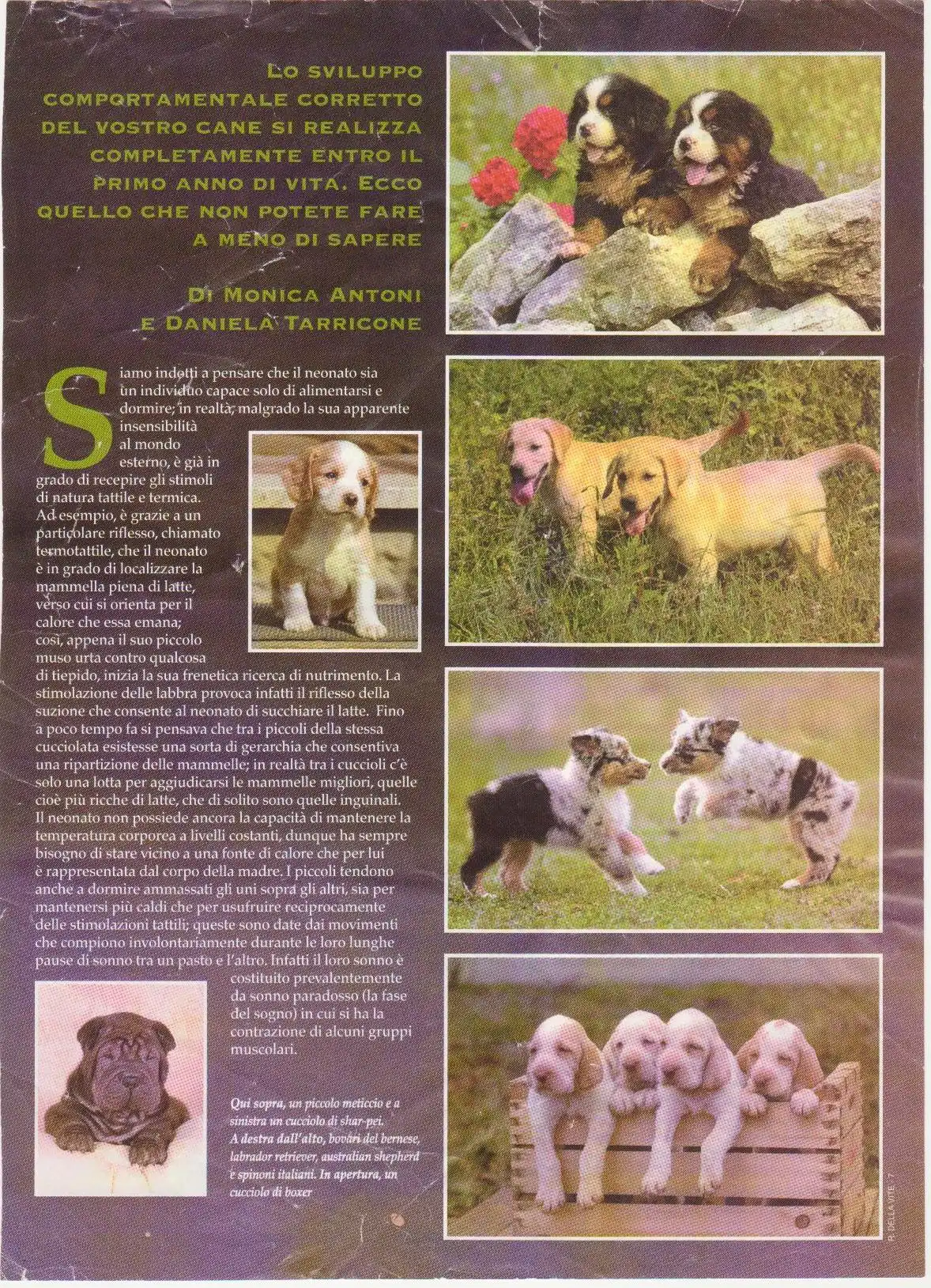 Rivista 8 - Bologna Dogs