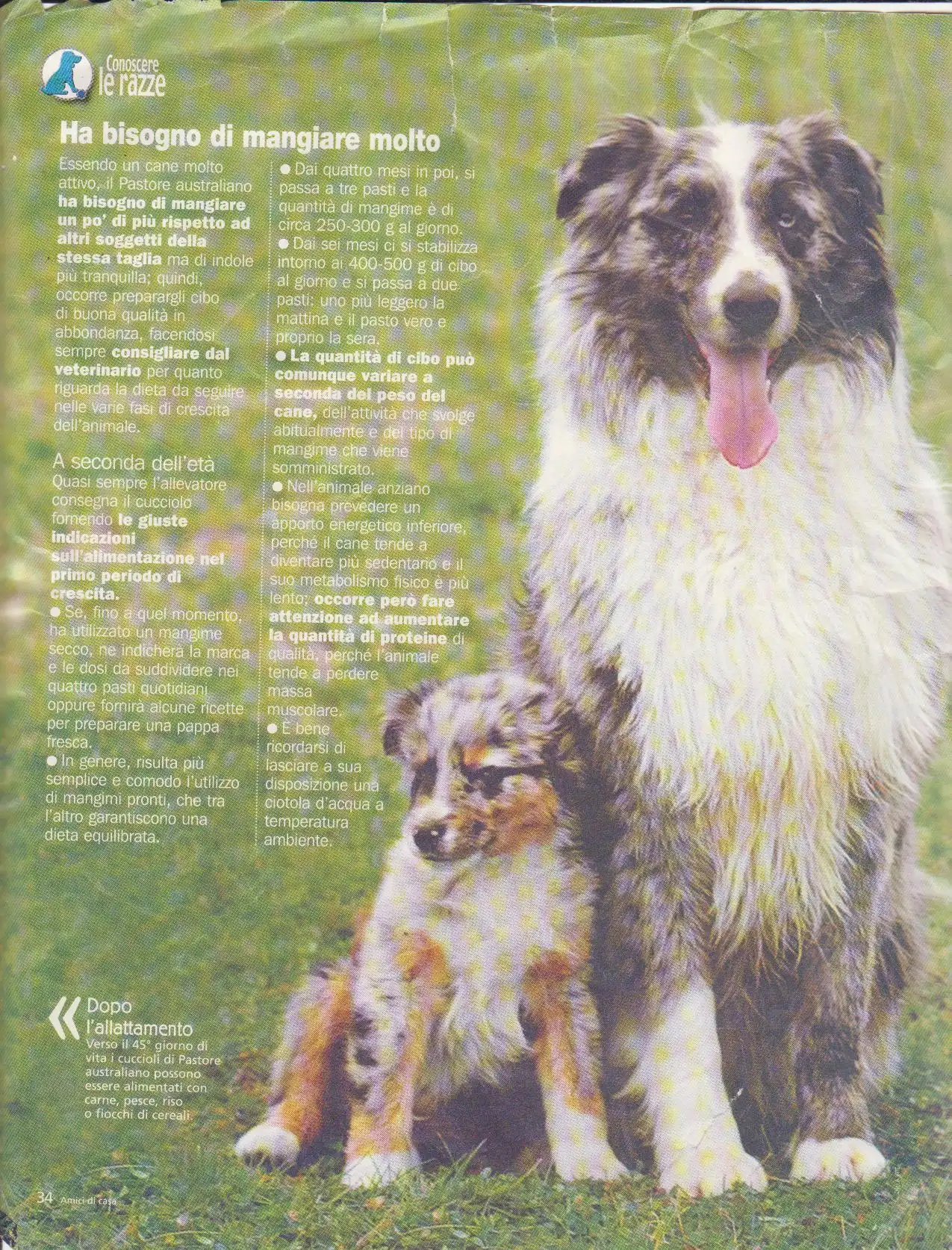 Rivista 12 - Bologna Dogs